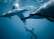 彩票网-为中国花样滑冰打头阵 金博洋坦言开心且享受